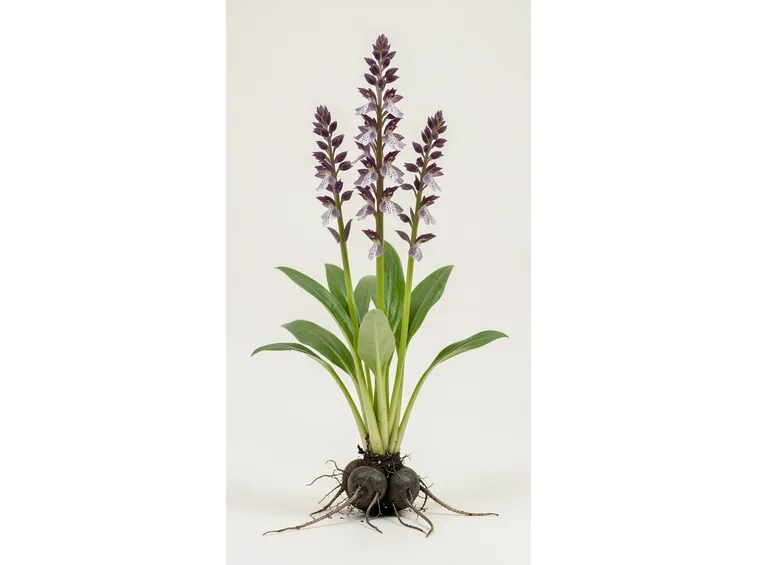 orchis sustulata