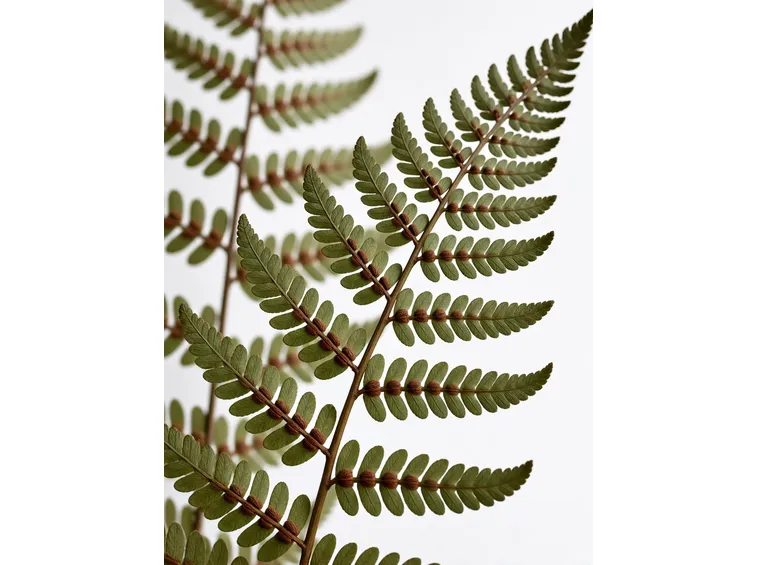 osmunda regalis, felce florida