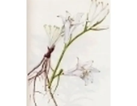 paradisea liliastrum