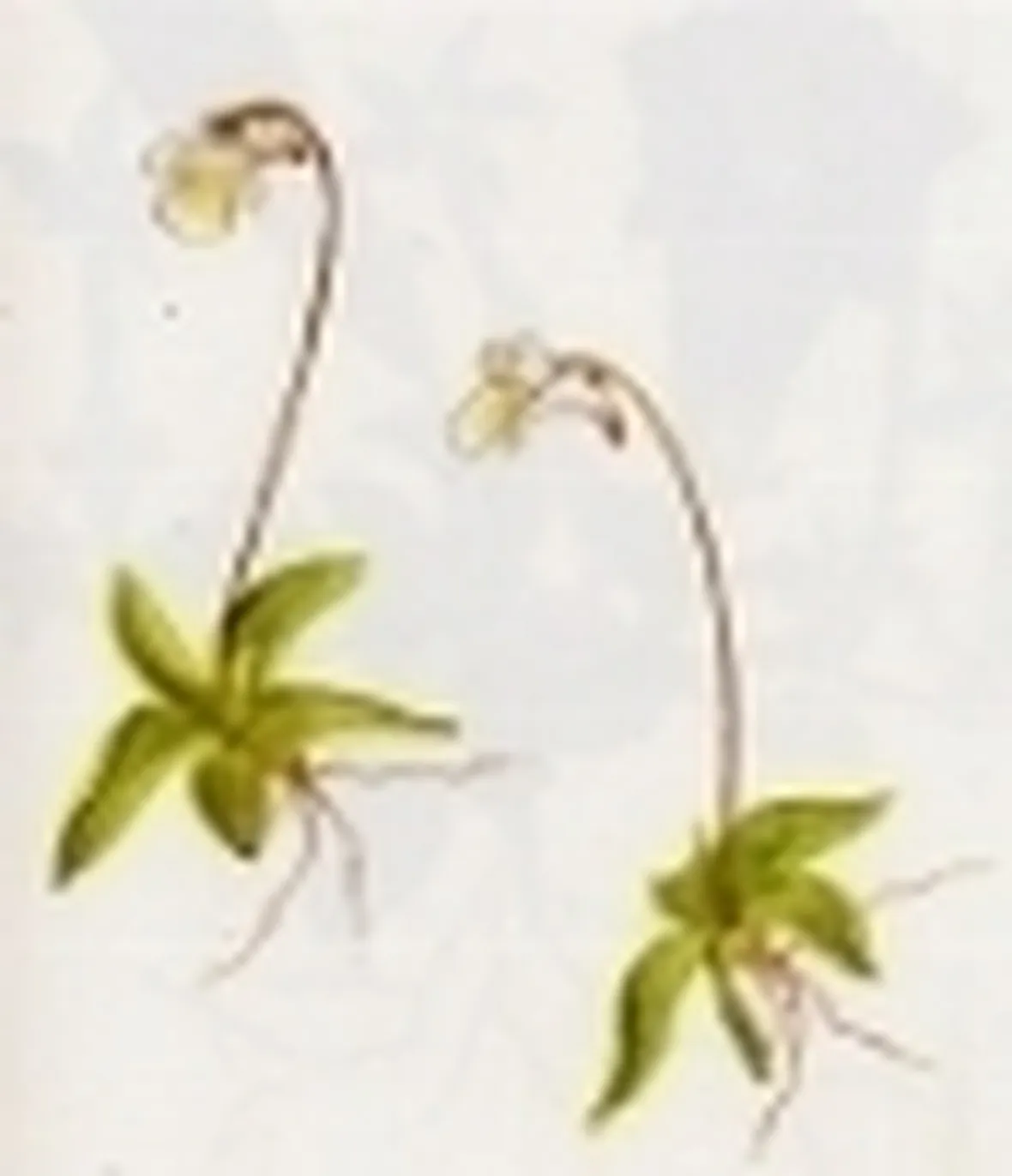 pinguicula alpina