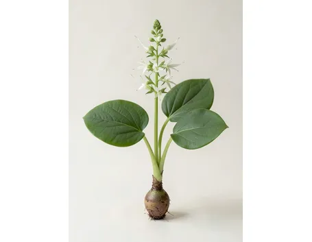 platanthera bifolia