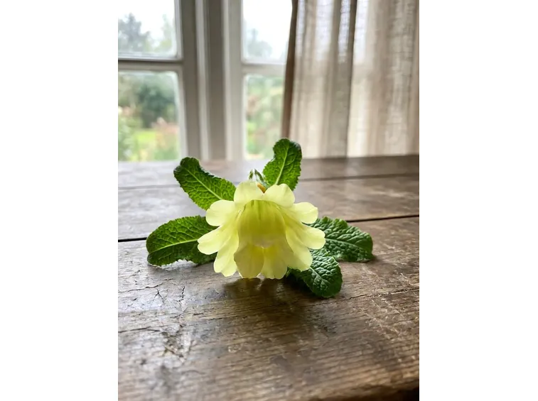 primula elatior