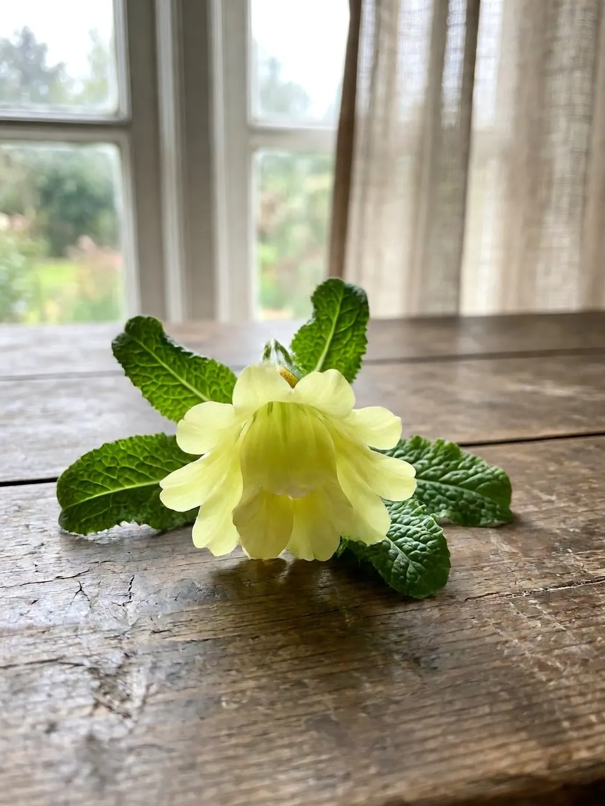 primula elatior