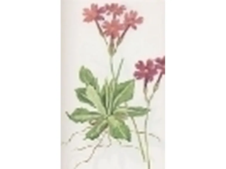 primula halleri