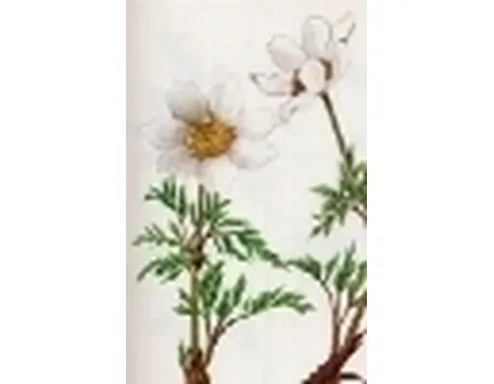 pulsatilla alpina