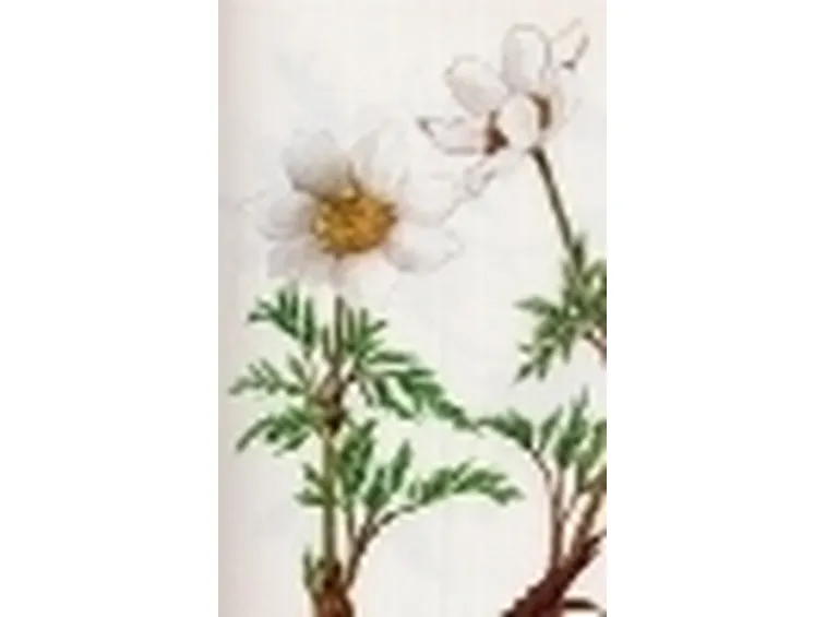 pulsatilla alpina