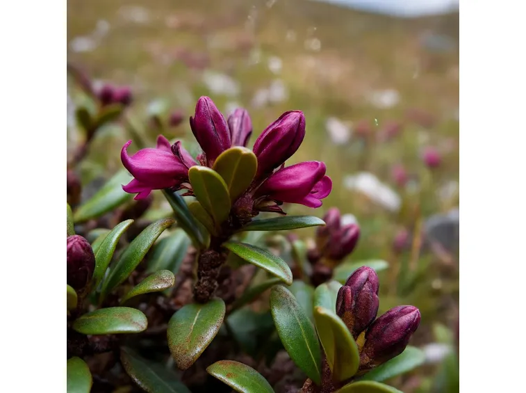 rhododendron ferrugineum