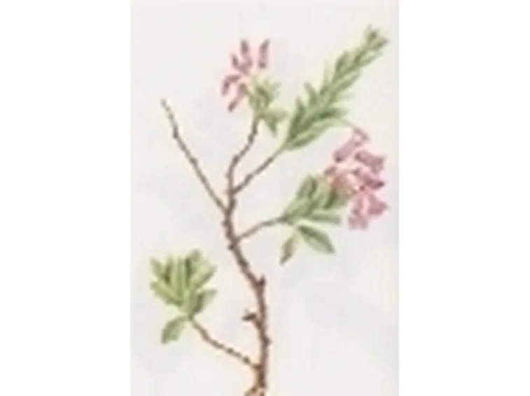 rhododendron hirsutum
