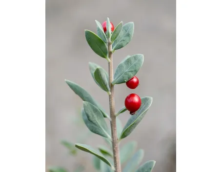 ruscus aculeatus