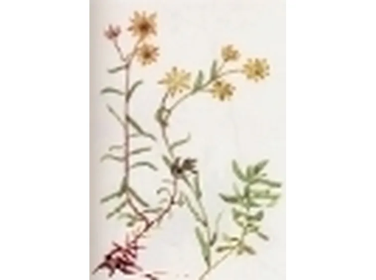 saxifraga autumnalis