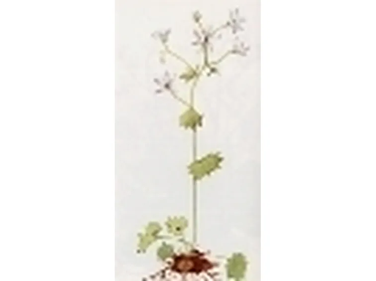 saxifraga rotundifolia