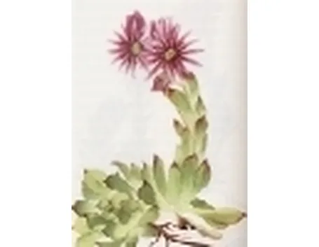 sempervivum tectorum