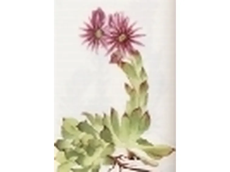 sempervivum tectorum