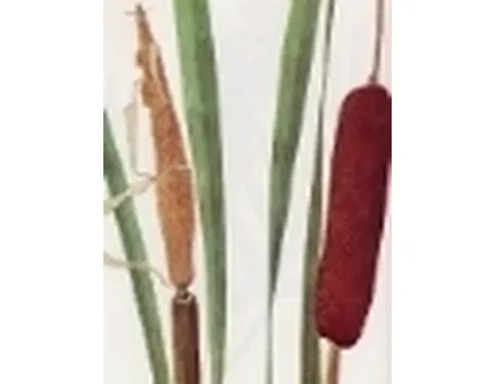 typha latifolia