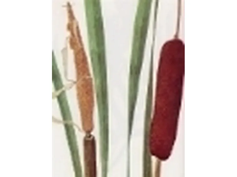 typha latifolia