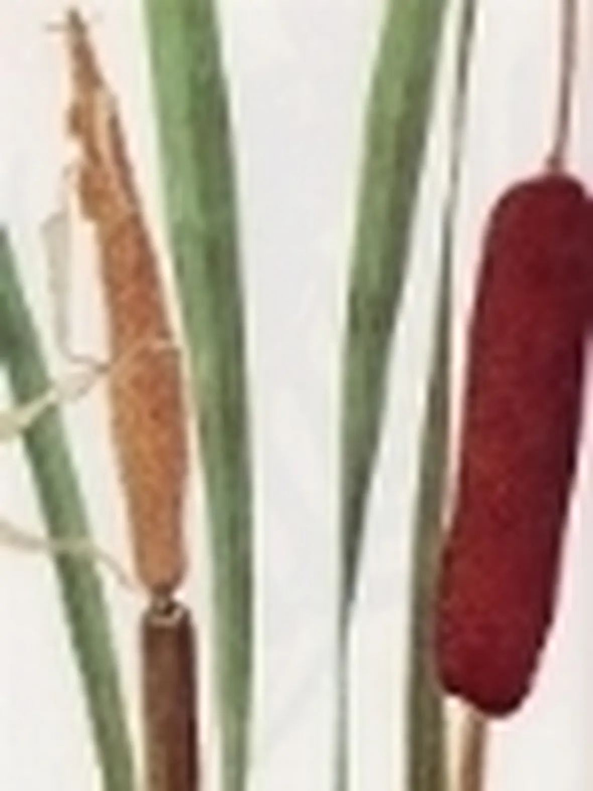 typha latifolia