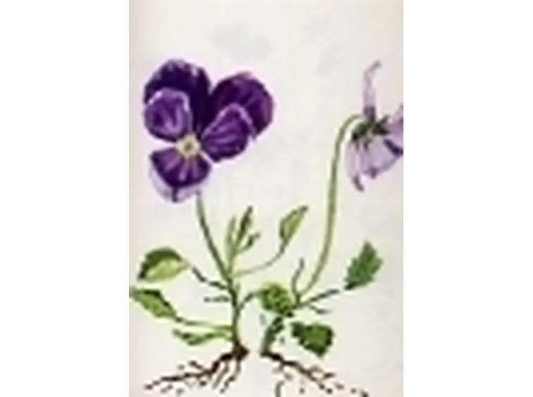viola calcarata