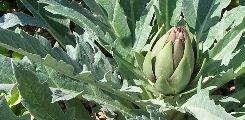 carciofi carciofi