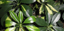 schefflera schefflera
